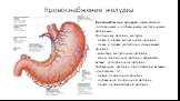 Кровоснабжение желудка. Кровоснабжение желудка осуществляется постоянными и добавочными желудочными артериями. Постоянные артерии желудка: - левая и правая желудочные артерии; - левая и правая желудочно-сальниковые артерии; - короткие желудочные артерии; - задняя желудочная артерия, являющаяся ветвь