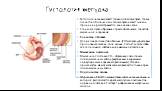 Гистология желудка. Гистологически выделяют только 3 отдела желудка, так как слизистая оболочка дна и тела желудка имеют сходное строение и рассматриваются, как единое целое. Стенка желудка образована тремя оболочками: слизистой, мышечной и серозной. Слизистая оболочка Для рельефа слизистой оболочки
