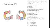 Синтопия ДПК. Синтопия двенадцатиперстной кишки. А — передняя поверхность; Б — задняя поверхность. Места прилежания: 1 — hepar; 2 — pancreas; 3 — mesocolon et colon transversum; 4 — v. mesenterica superior; 5 — a. mesenterica superipor; 6 — vesica fellea; 7 — a. gastroduodenalis; 8 — v. portae; 9 — 