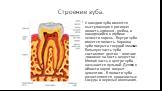 Строение зуба. У каждого зуба имеются выступающая в ротовую полость коронка , шейка, и находящийся в глубине челюсти корень . Внутри зуба имеется полость. Коронка зуба покрыта твердой эмалью Большую часть зуба составляет дентин – плотное ,похожее на кость вещество . Мягкая часть в центре зуба называ