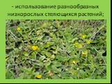 - использование разнообразных низкорослых стелющихся растений;