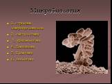 Микробиология. 1. строение микроорганизмов 2. систематику 3. физиологию 4. Биохимию 5. Генетику 6. экологию