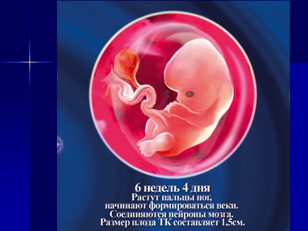 6 неделя что происходит с малышом. Плод 5-6 недели беременности размер плода. Размер плода на 6 неделе беременности. Плод беременности по неделям 5-6 недель. Размер эмбриона на 6 неделе.