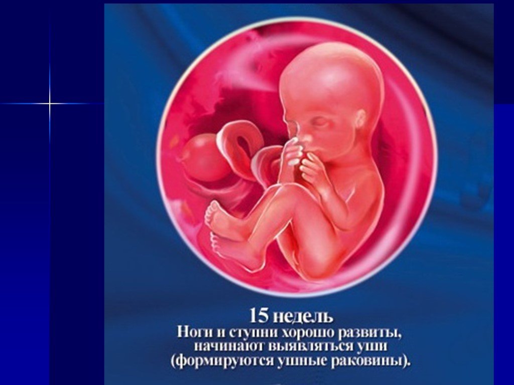 13 1 неделя беременности. Плод ребенка на 15 неделе беременности. 15 Недель беременности фото плода. Плод 14-15 недель беременности.