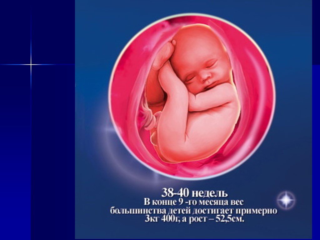 Плод в 38 недель беременности. Положение ребёнка в утробе матери. Плод в утробе матери по неделям.