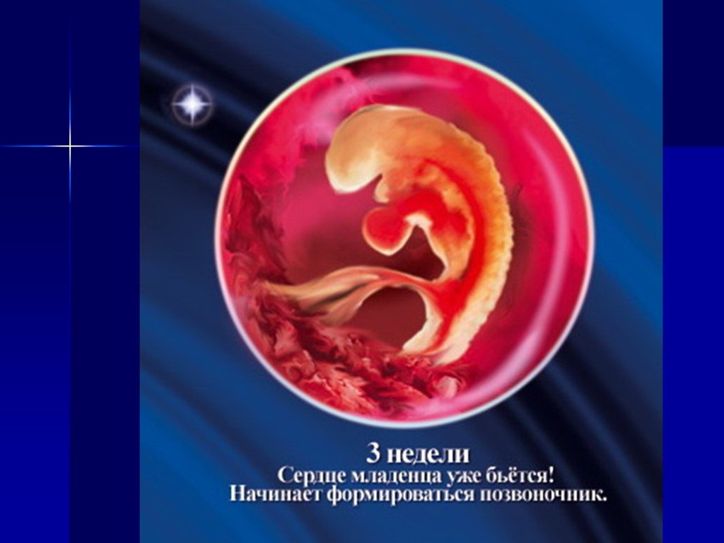 Беременность 3 недели после зачатия