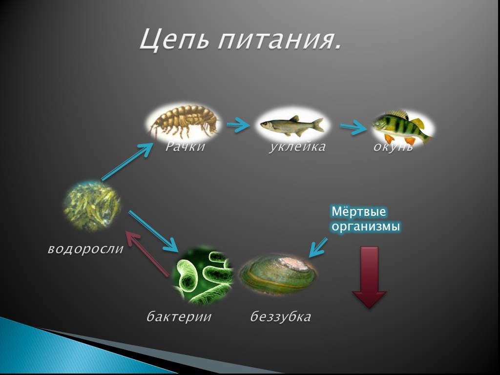 Презентация по биологии 5 класс пищевые цепи