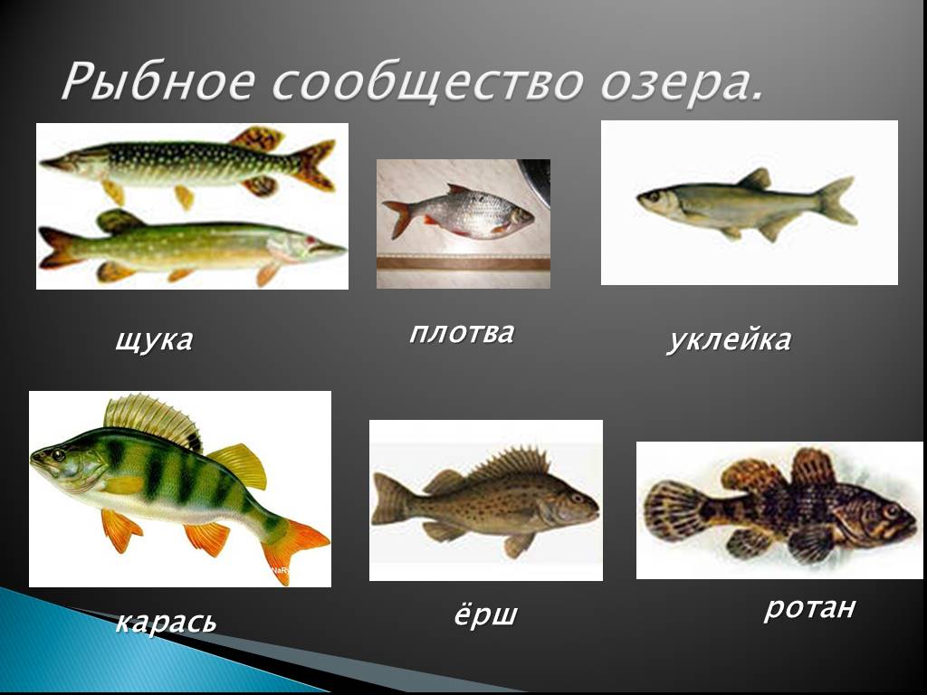 В водоеме обитают разнообразные организмы окунь щука. Название рыб. Обитатели озера. Озерные рыбы. Обитатели рек и озер.