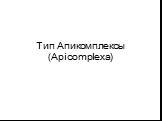 Тип Апикомплексы (Apicomplexa)