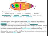 Структура зоита: 1 — полярное кольцо, 2 — коноид, 3 — микронемы, 4 — роптрии, 5 — клеточное ядро, 6 — ядрышко, 7 — митохондрия, 8 — заднее кольцо, 9 — альвеолы, 10 — аппарат Гольджи, 11 — микропора. Зоит представляет собой узкую клетку с крупным ядром, покрытую трёхмембранной пелликулой. Наружная ме