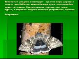 Волнистый рисунок иммитирует кусочек коры дерева и служит для бабочки защитой,когда днем она спокойно сидит на стволе. Задние крылья черные или темно-бурые, с широкой голубой полосой (перевязью) и белой бахромкой.