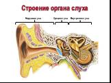 Строение органа слуха. Внутреннее ухо Среднее ухо Наружное ухо