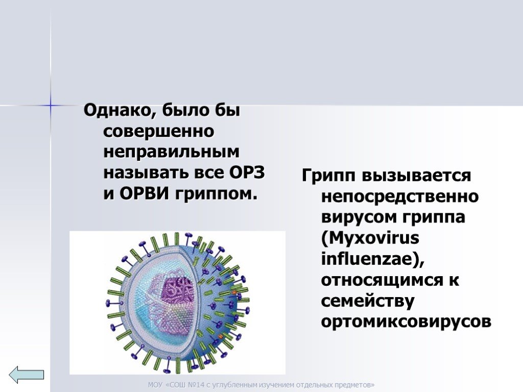Грипп относится к семейству. Вирус гриппа презентация. Вирус гриппа принадлежит к семейству. Ортомиксовирусы микробиология. Грипп проект по биологии.