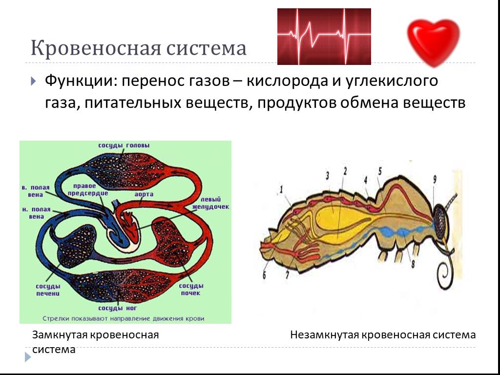 Кровеносная система функции. Кровеносная система животных выполняет функции. Функции кровеносной системы животных. Кровеносная система функции системы. Система органов животных кровеносная система.