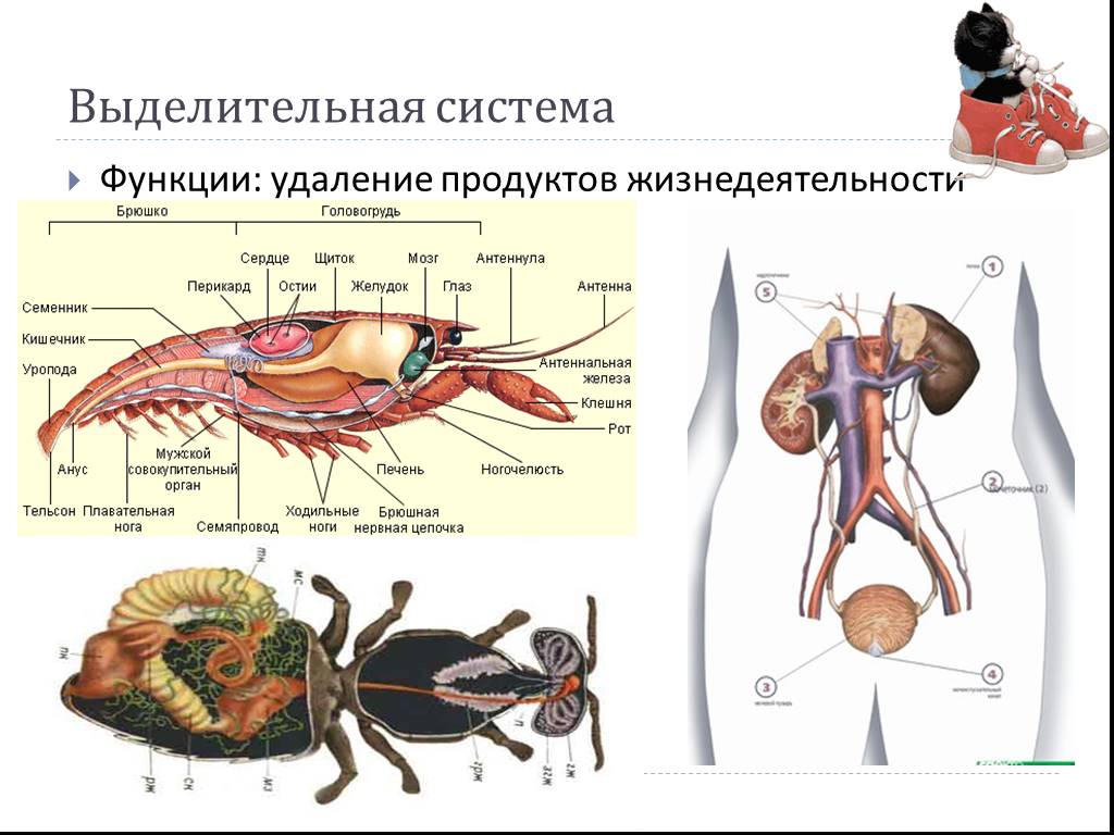 Рисунок выделительной системы животных. Выделительная система простейших таблица. Органы выделительной системы животных. Система органов животных выделительная система. Выделительная система животных таблица.