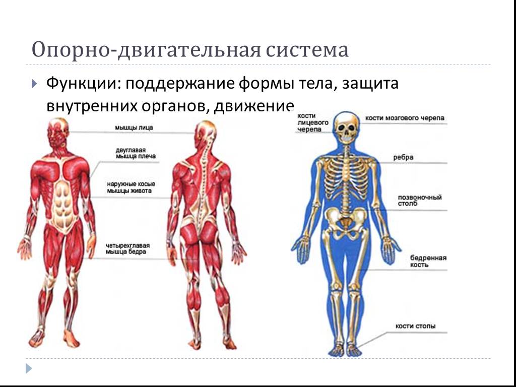 Двигательная структура. Из каких органов состоит опорно двигательная система человека.