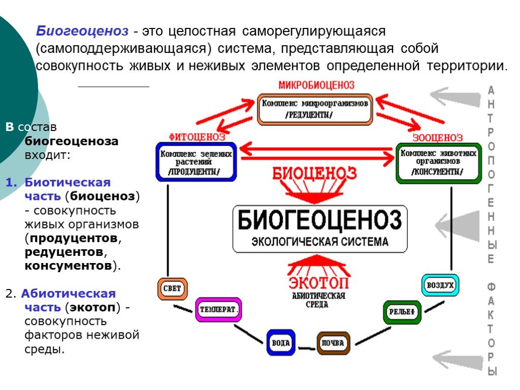 Система представляет собой совокупность. Экосистема саморегулирующаяся система. Биогеоценоз целостная саморегулирующаяся. Типы саморегулирующихся систем экология. Целостная саморегулирующаяся и самоподдерживающаяся система.