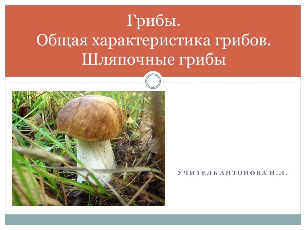 Презентация общая характеристика грибов 7 класс биология. Общая характеристика грибов. Общая характеристика шляпочных грибов. Характеристика шляпочных грибов. Грибы общая характеристика шляпочных грибов.