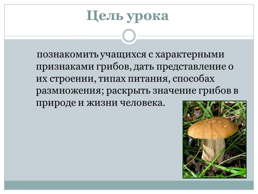 Презентация общая характеристика грибов 7 класс биология. Грибы общая характеристика. Значение шляпочных грибов в жизни человека. Шляпочные грибы. Шляпочные грибы значение в природе и жизни человека.