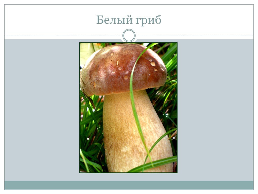 Презентация общая характеристика грибов 7 класс биология. Шляпочные грибы. Белый гриб биология 7 класс. Белый гриб особенности. Шляпочные грибы 7 класс биология.