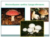 Многообразие грибов. Среда обитания.