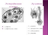 1 – антеридии; 2 – антеридиальные листья. Архегоний. Антеридиальная веточка. 1 – архегоний; 2 – перихециальные листья; 3 – шейка архегония; 4 – яйцеклетка
