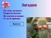 Загадки. На окне, на полке Выросли иголки Да цветки атласные - Алые и красные. Кактус