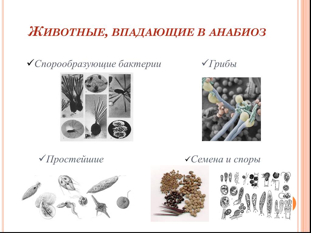Споры грибов семена. Какие животные впадают в Анабиоз. Анабиоз организмов. Анабиоз примеры животных. Анабиоз бактерий.