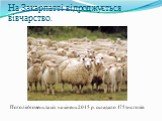 На Закарпатті відроджується вівчарство. Поголів'я овець та кіз на кінець 2015 р. складало 175 тис.голів