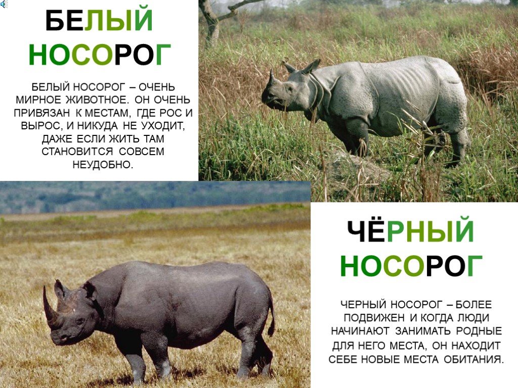 Носорог это какое животное. Носорог. Белый носорог. Африканский носорог. Сообщение о носороге.