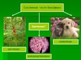 Составные части биосферы. растения животные микроорганизмы Значение?