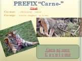 PREFIX “Carne-” Flesh. Carnivore – a flesh-eating animal. Carnage – massive slaughter, as in war. Carn ni vore C a r n i v ore