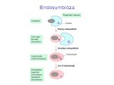Endosymbióza