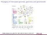 Copyright ©2002 by the National Academy of Sciences. Martin, William et al. (2002) Proc. Natl. Acad. Sci. USA 99, 12246-12251. Phylogeny of chloroplast genomes, gene loss, and gene transfer