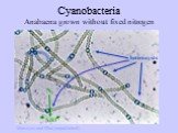 Matveyev and Elhai (unpublished) N2 Cyanobacteria. Anabaena grown without fixed nitrogen