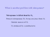 What is another problem with nitrogenase? Nitrogenase is killed dead by O2 Protects nitrogenase (N2 fixing enzyme) from O2 Outside sources of O2 O2 produced by cyanobacteria