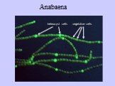 Anabaena heterocyst cells vegetative cells