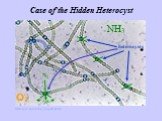Case of the Hidden Heterocyst NH3 O2