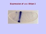 Expression of eve Stripe 2