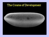 The Course of Development