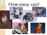 How many cats?