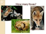 How many foxes?