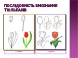Послідовність виконання тюльпанів. 1 варіант 2 варіант