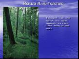 Могила Л. Н. Толстого. В последние годы жизни Толстой часто просил похоронить его в лесу Старом Заказе, на краю оврага.