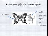 б — лист кислицы; симметрии соответственно 1․m, 3․m. Бабочке свойственна двусторонняя, или билатеральная, симметрия. Актиноморфная симметрия. а) — бабочка