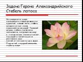 Задача Герона Александрийского Стебель лотоса. На поверхности озера, посещаемого стаями фламинго и журавлей, плавает лотос, стебель которого на пол-локтя поднимается над водой. Гонимый ветром, стебель постепенно наклоняется, погружается в воду и, в конце концов, совсем исчезает под водой и касается 