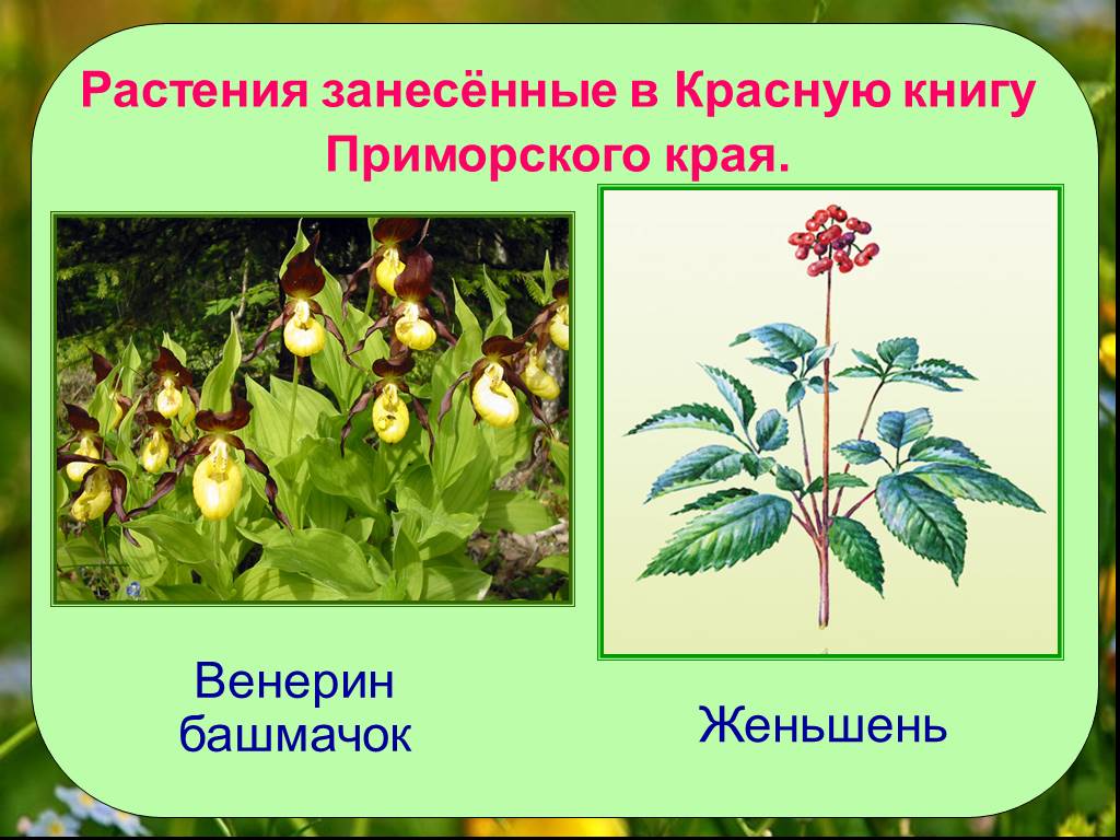 Включи растения красной книги
