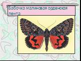 Бабочка малиновая орденская лента