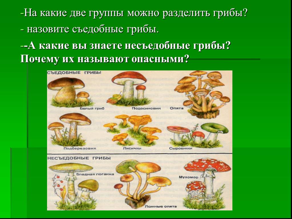 Какие есть группы грибов. Разделение грибов на съедобные и несъедобные. Две группы грибов. Грибы на две группы. На какие группы можно разделить грибы.