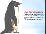 Пингвины Адели собираются огромными колониями, иногда в одной группе насчитывается до полумиллиона особей.